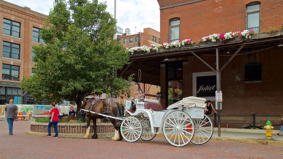 Old Market showing cuddly or friendly animals, horse riding and heritage elements