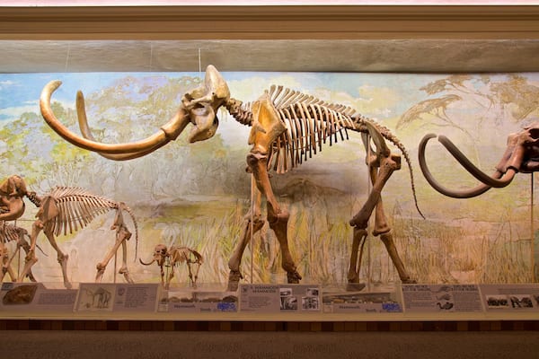 Staatliches Museum der Universität von Nebraska welches beinhaltet Innenansichten