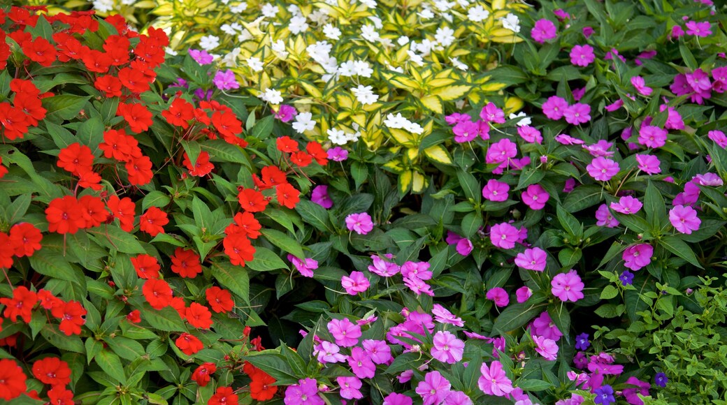 Sunken Gardens showing wild flowers and flowers