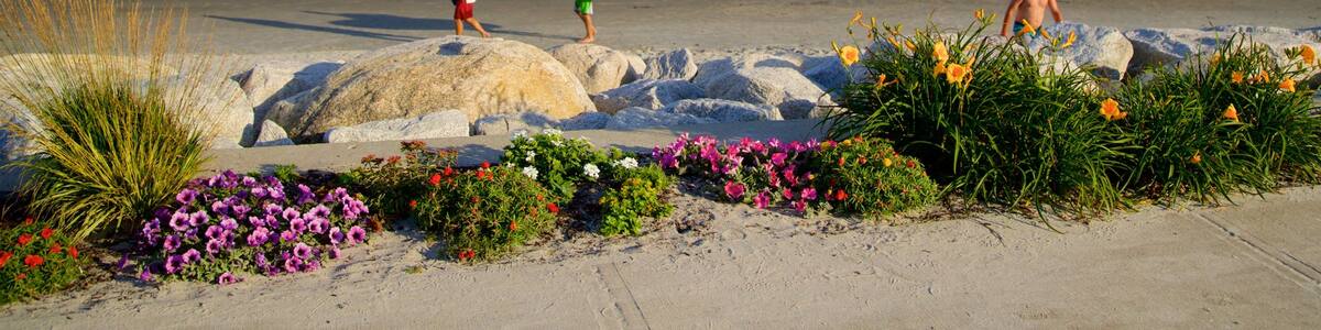 Higgins Beach das einen Strand, allgemeine Küstenansicht und Wildblumen