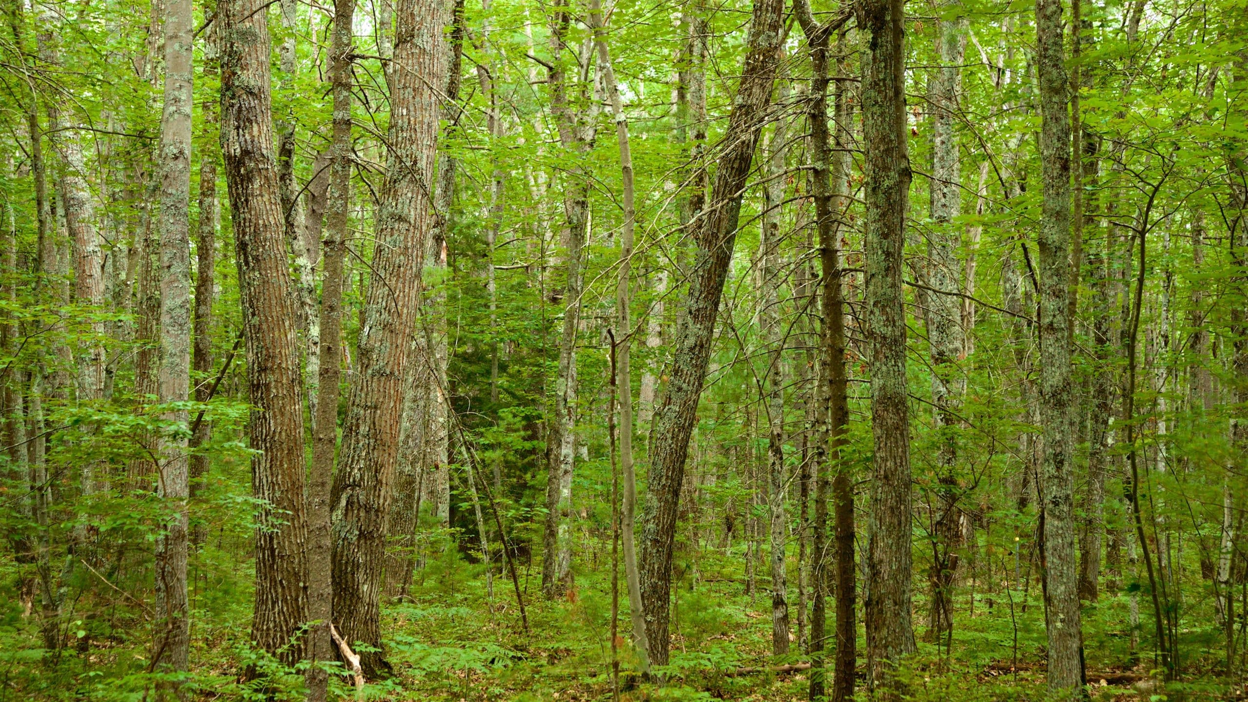 Ferry Beach State Park showing forest scenes