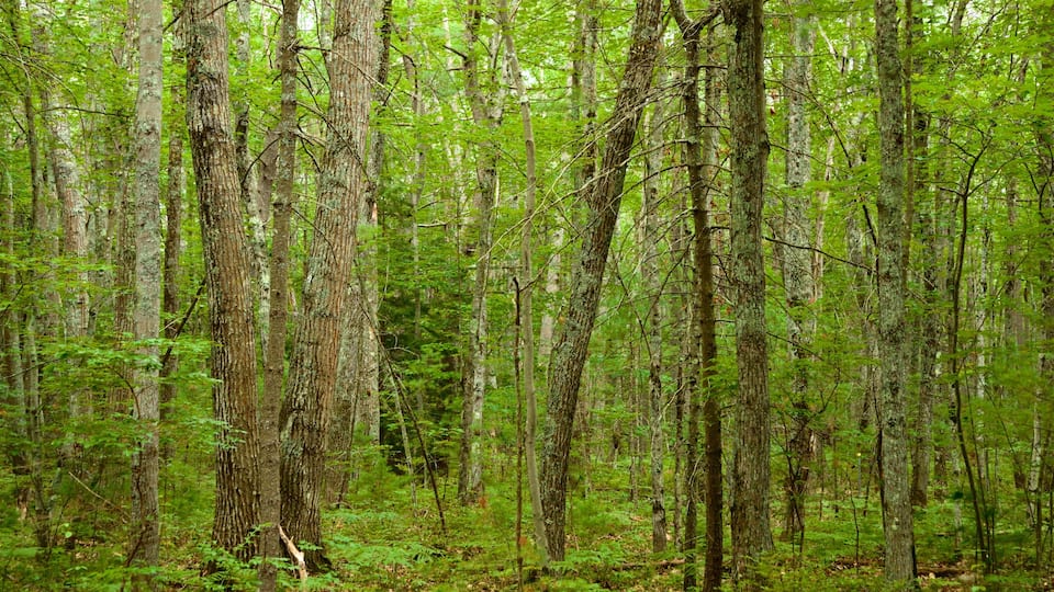 Ferry Beach State Park som visar skogar