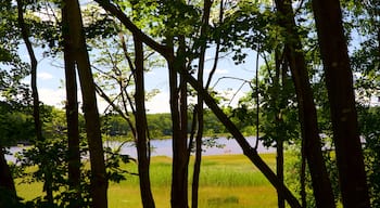 Saco showing wetlands