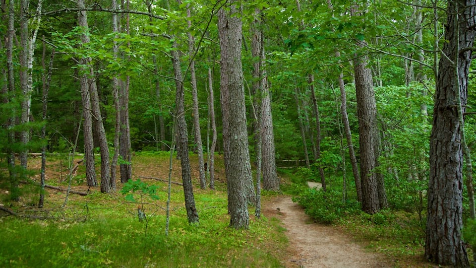 Ferry Beach State Park presenterar skogslandskap