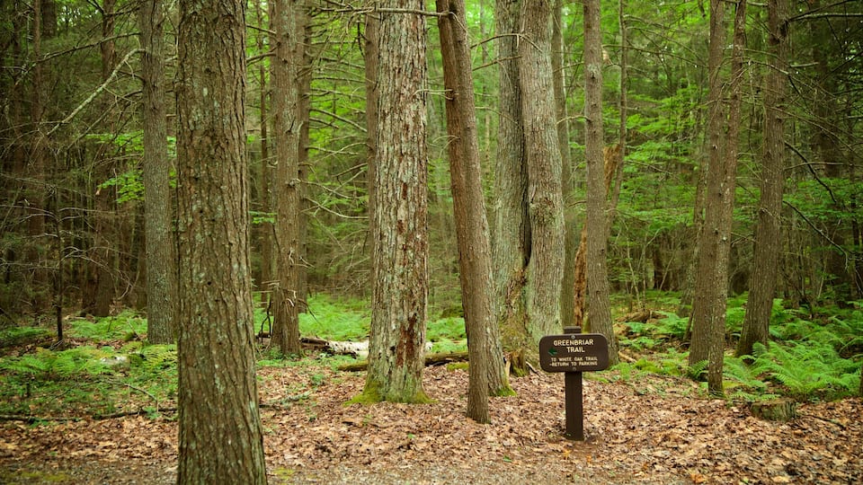 Ferry Beach State Park som inkluderar skyltar och skogslandskap