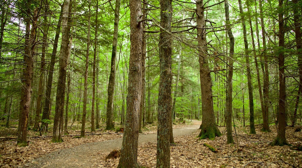 Ferry Beach State Park que inclui cenas de floresta