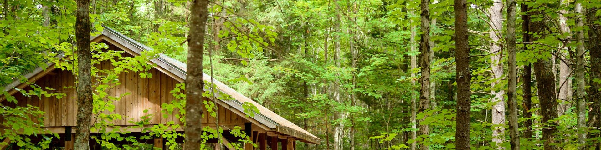 Ferry Beach State Park featuring a park and forests as well as an individual male