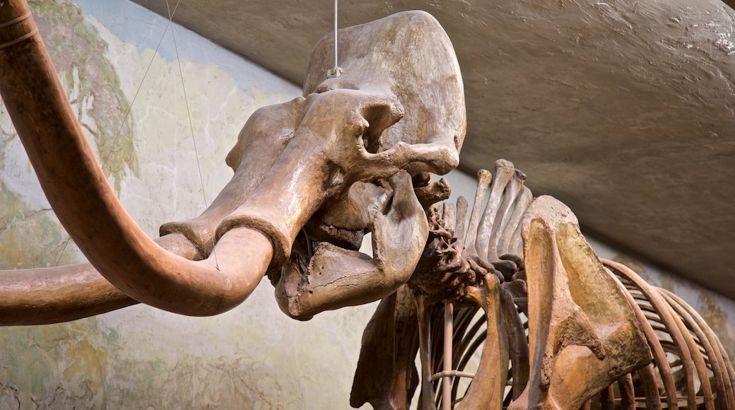 Universiteit van het staatsmuseum van Nebraska bevat interieur