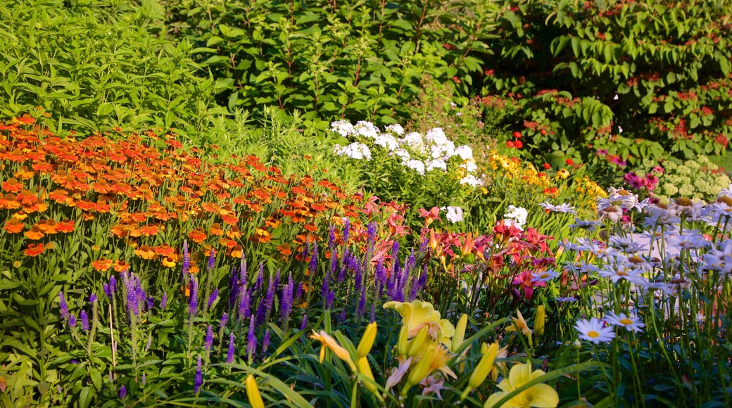 Maine Jewish Museum featuring wild flowers