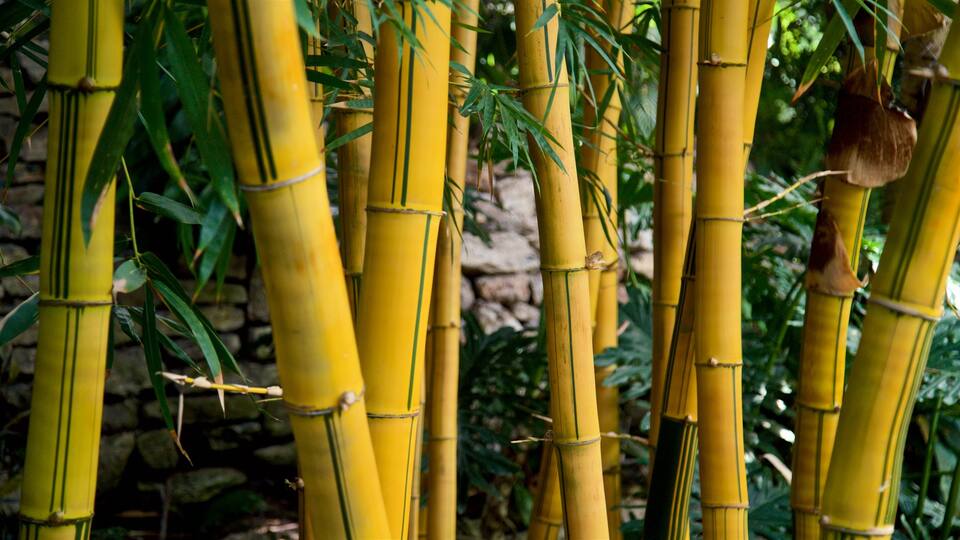 Des Moines Botanical Center qui includes un jardin