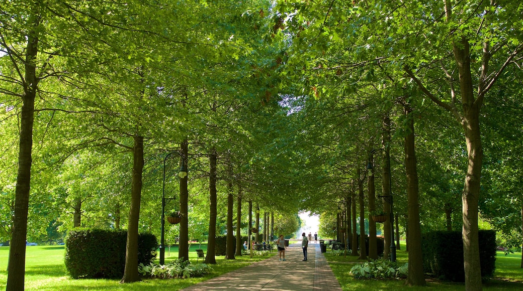 Vander Veer Botanical Park showing a park