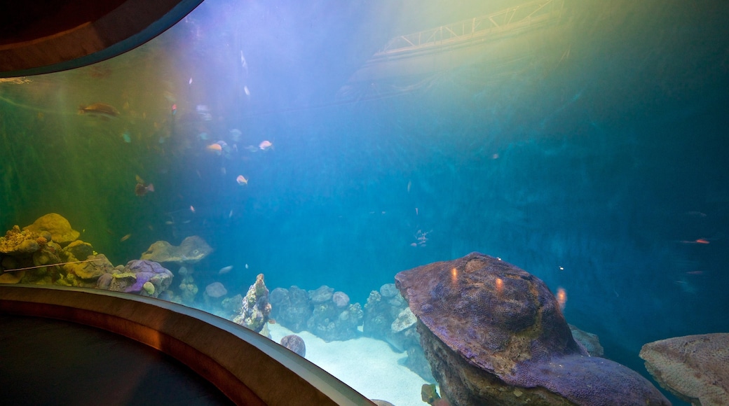 National Mississippi River Museum and Aquarium which includes marine life