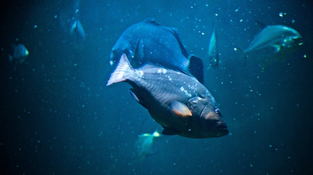 National Mississippi River Museum and Aquarium which includes marine life