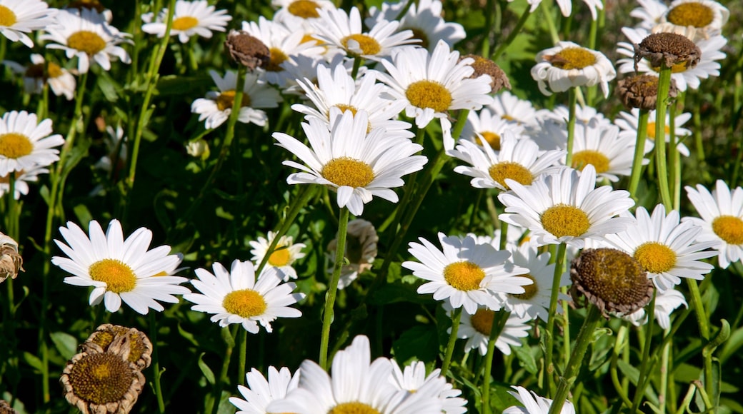 Dubuque Arboretum and Botanical Gardens som viser vilde blomster