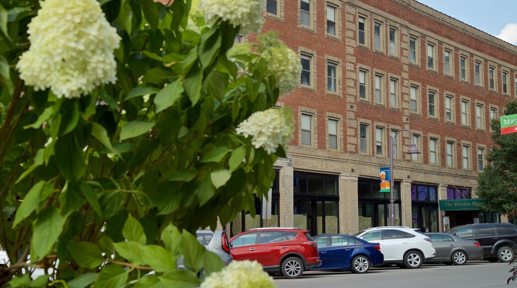 Main Street Cultural District showing wildflowers