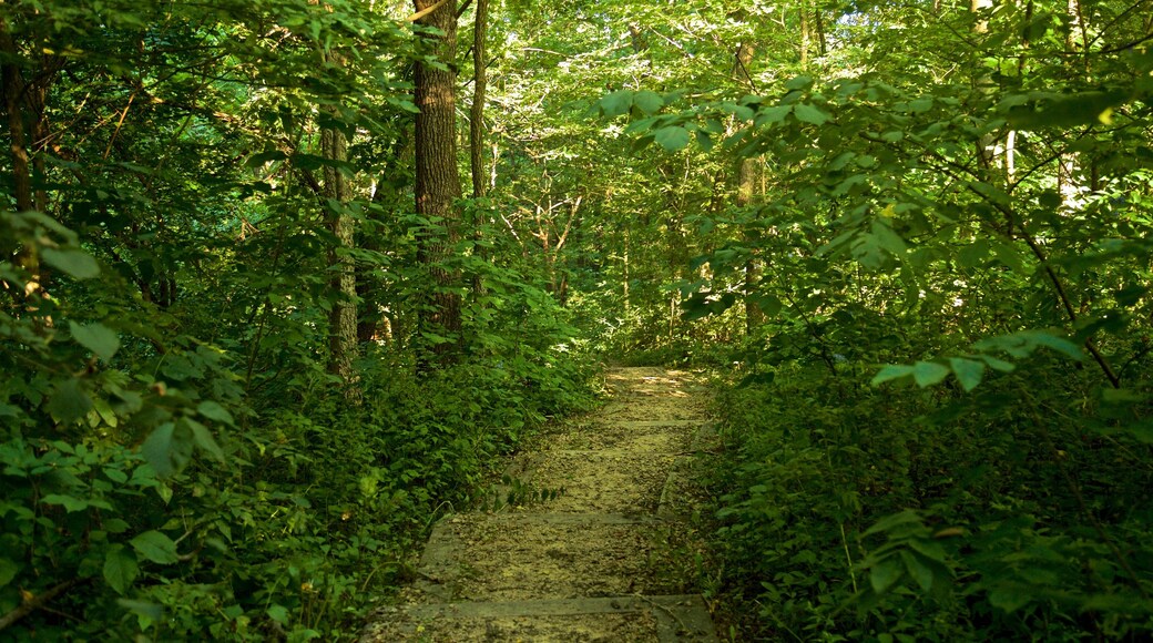 Área recreativa Mines of Spain que incluye jardín y imágenes de bosques