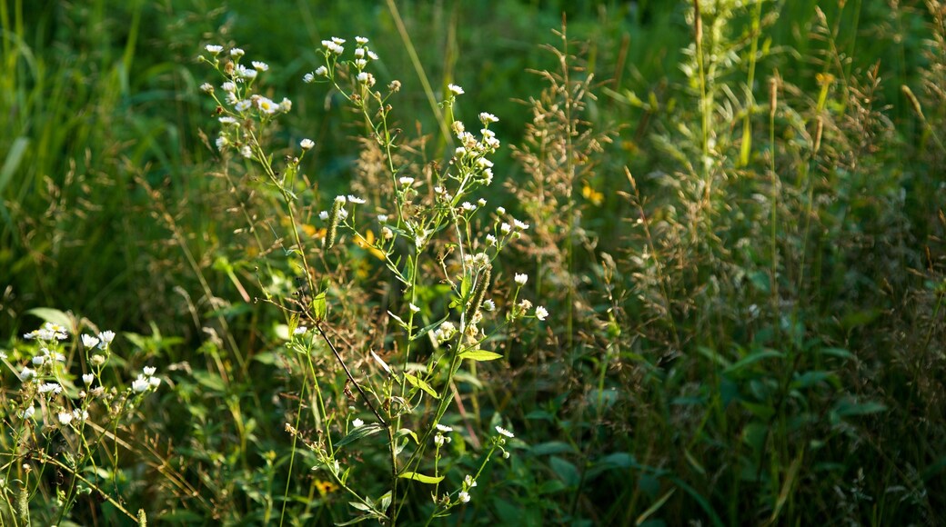 Mines of Spain Recreation Area som visar blommor