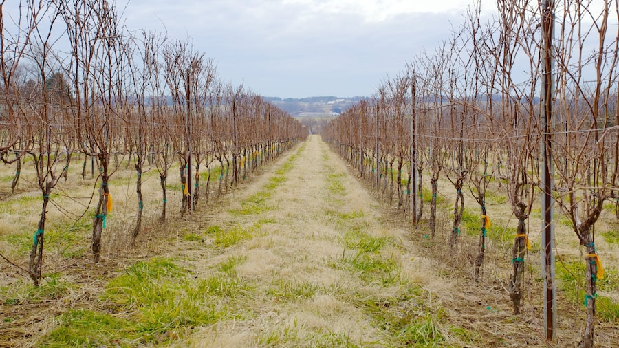 Boordy Vineyards