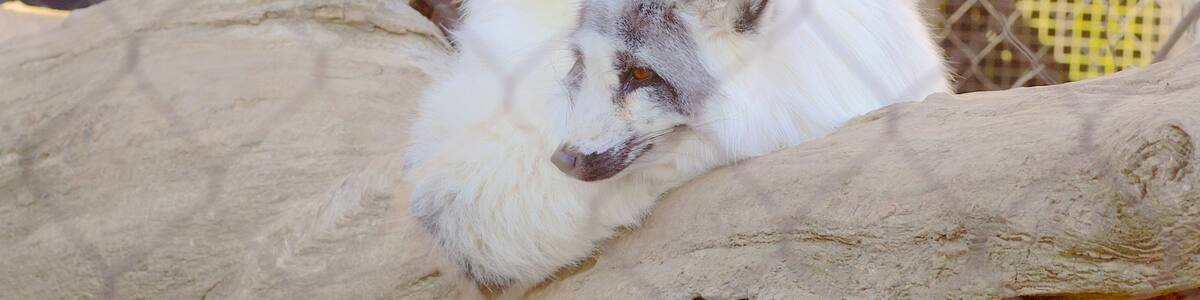 Zoo Maryland welches beinhaltet Tiere und Zootiere