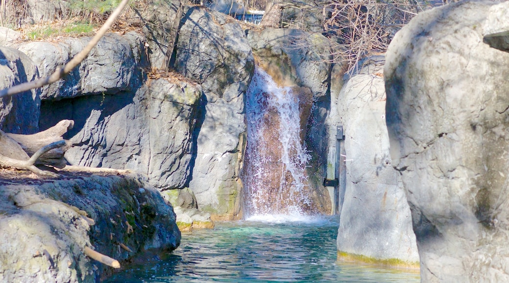 Maryland Zoo presenterar zoodjur och landskap