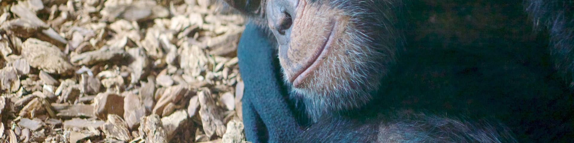 Maryland Zoo showing zoo animals and cuddly or friendly animals