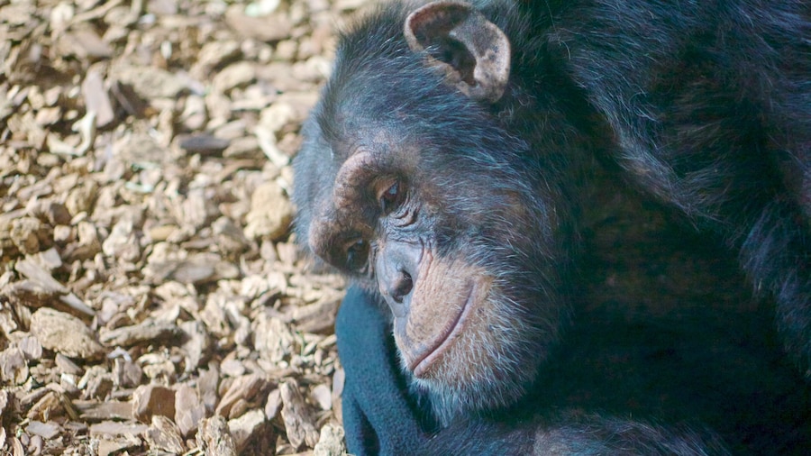 Maryland Zoo showing zoo animals and cuddly or friendly animals