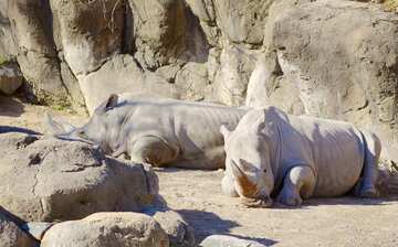 メリーランド動物園 ボルチモア エクスペディア メリーランド動物園 ボルチモア エクスペディア