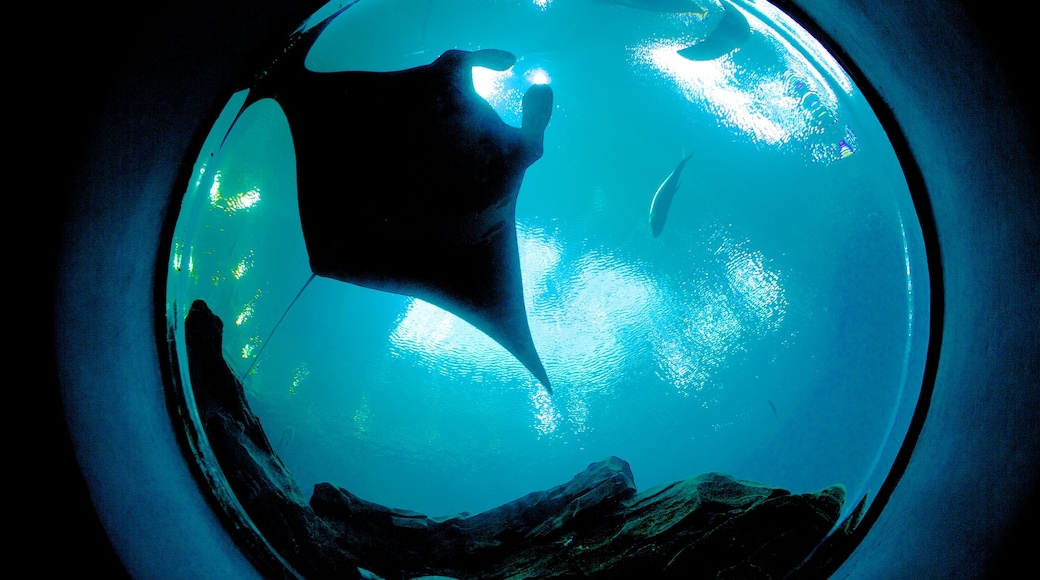 佐治亚水族馆