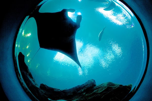Georgia Aquarium som inkluderar havsdjur