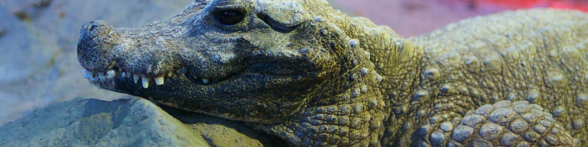 Minnesota Zoo que incluye animales peligrosos y animales del zoológico