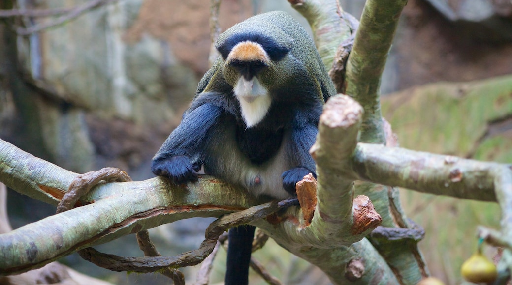 Minnesota Zoo showing zoo animals