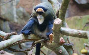 ミネソタ動物園 ミネアポリス セント ポール エクスペディア ミネソタ動物園 ミネアポリス セント ポール エクスペディア