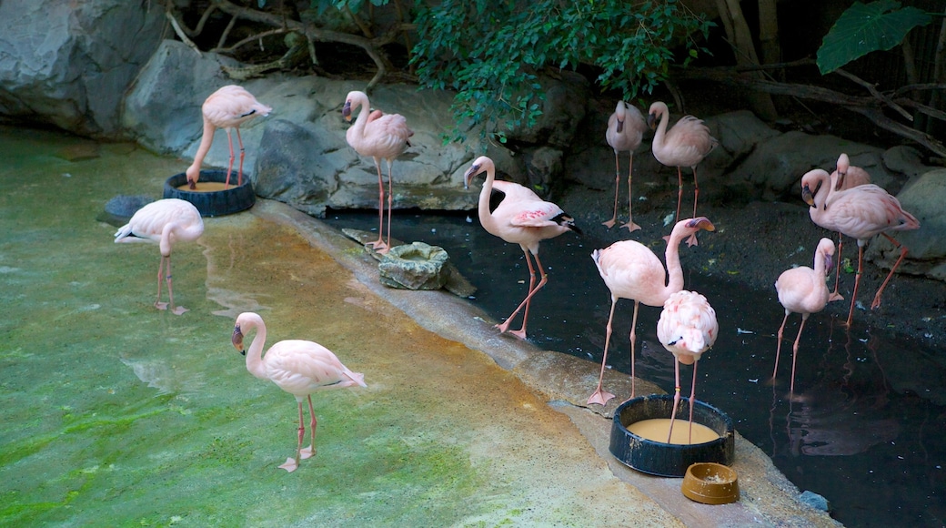 Minnesota Zoo which includes zoo animals and bird life