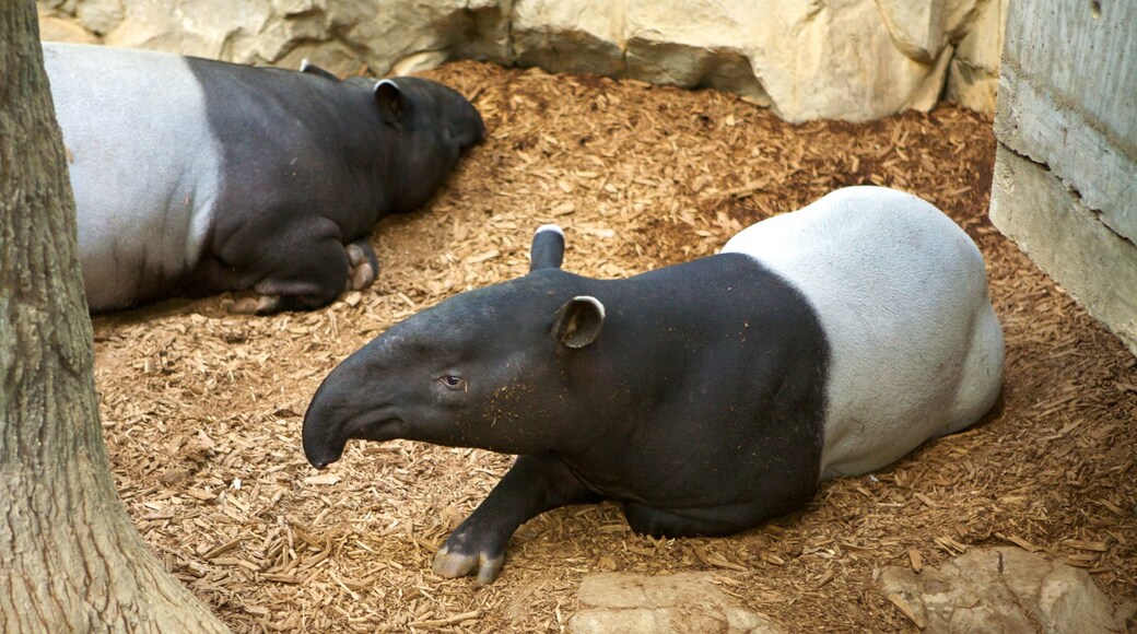 Minnesota Zoo showing animals and zoo animals