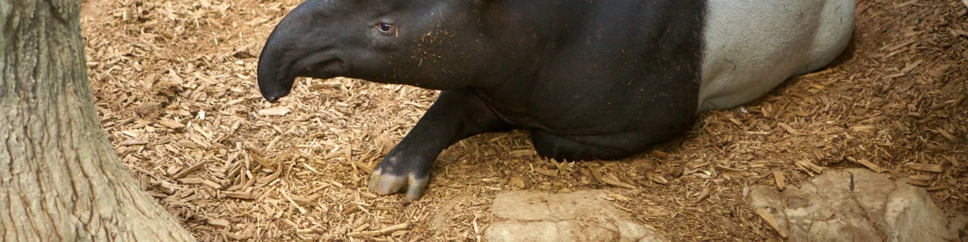 Zoo Minnesota mit einem Zootiere und Tiere
