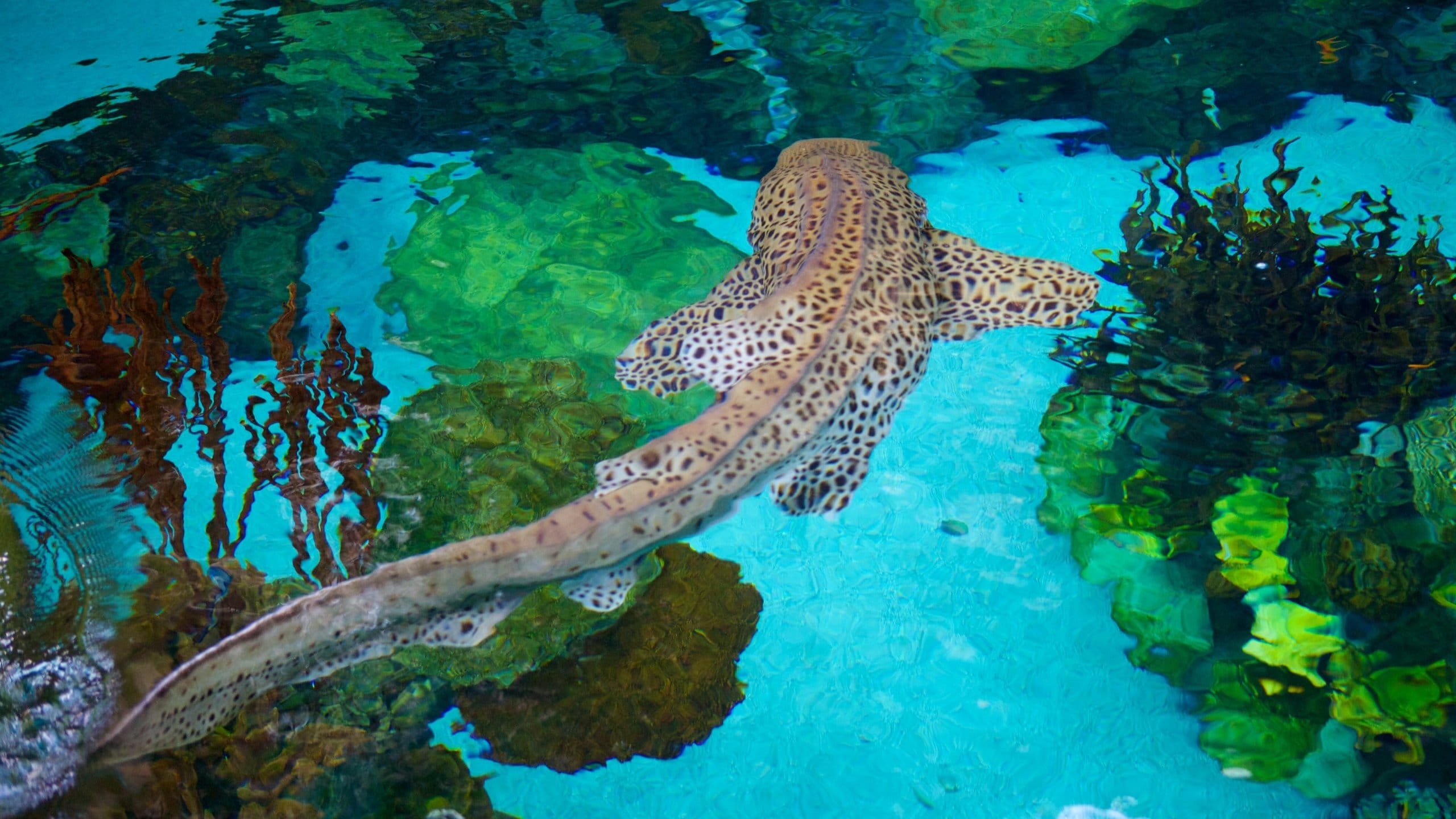 Minnesota Zoo which includes marine life, zoo animals and coral