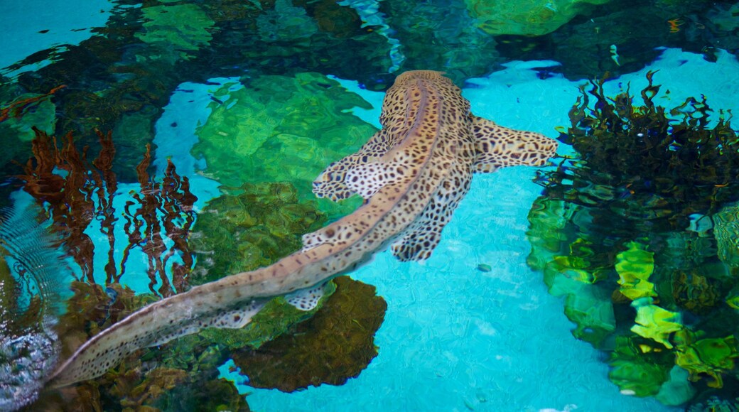 Minnesota Zoo which includes marine life, zoo animals and coral