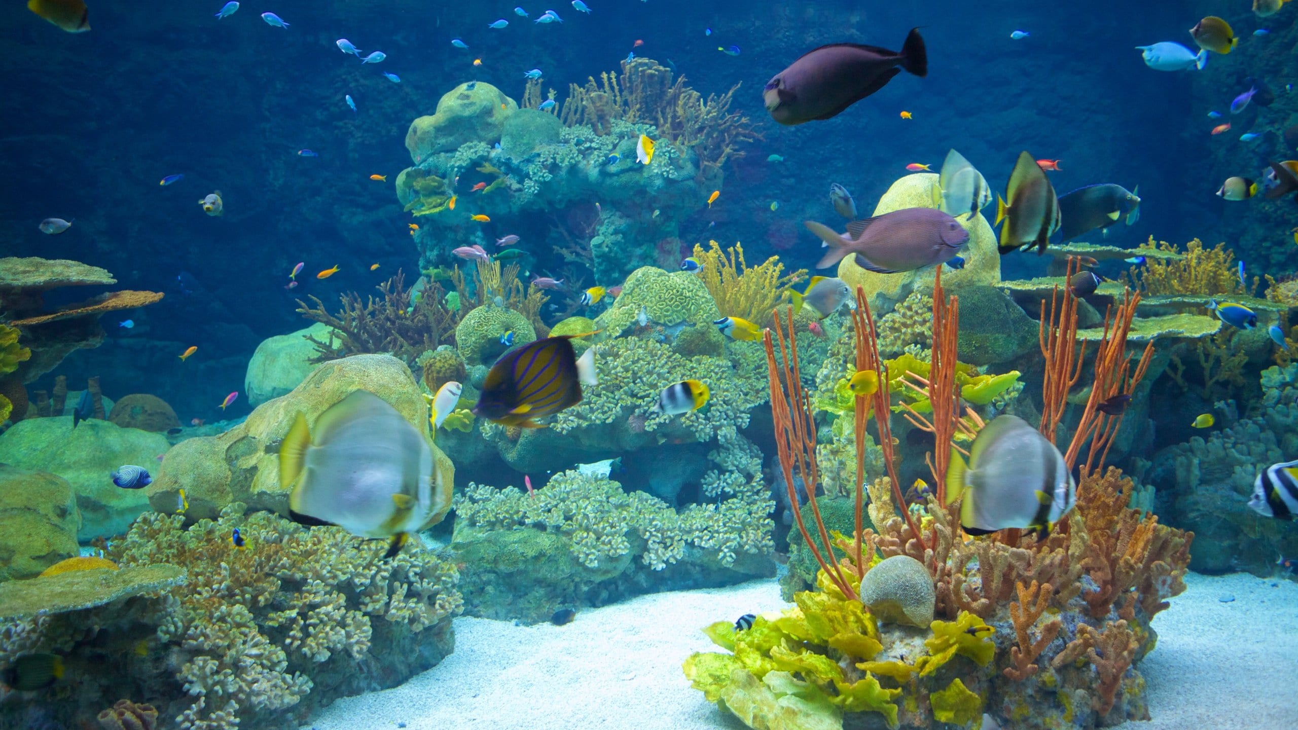 Minnesota Zoo showing coral, zoo animals and marine life