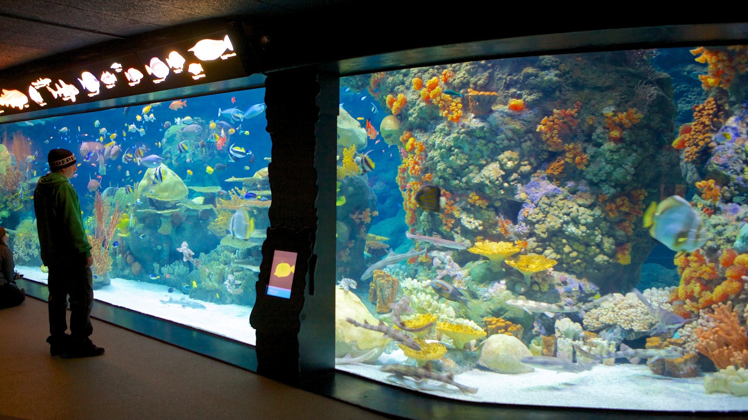 Minnesota Zoo which includes zoo animals, marine life and colorful reefs