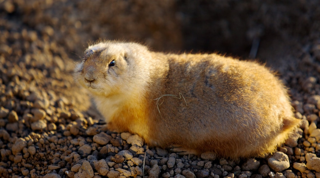 Minnesota Zoo showing zoo animals and cuddly or friendly animals