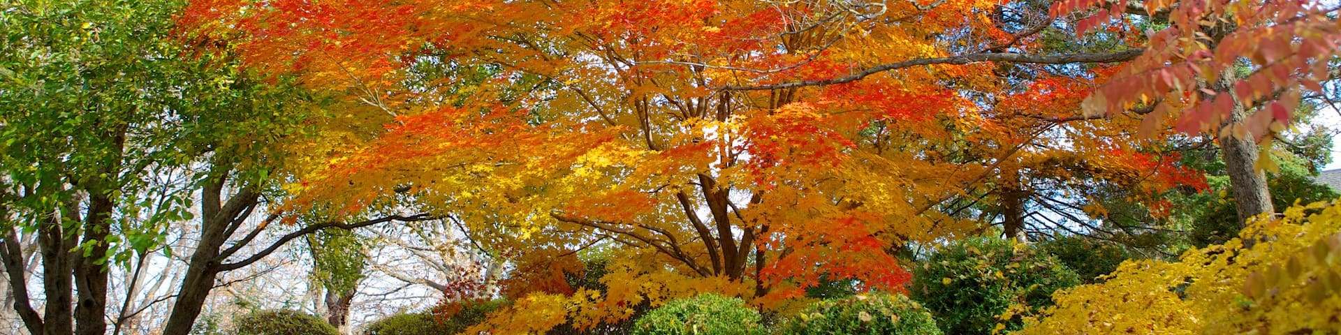 Minnesota Landscape Arboretum mit einem Garten und Herbstblätter