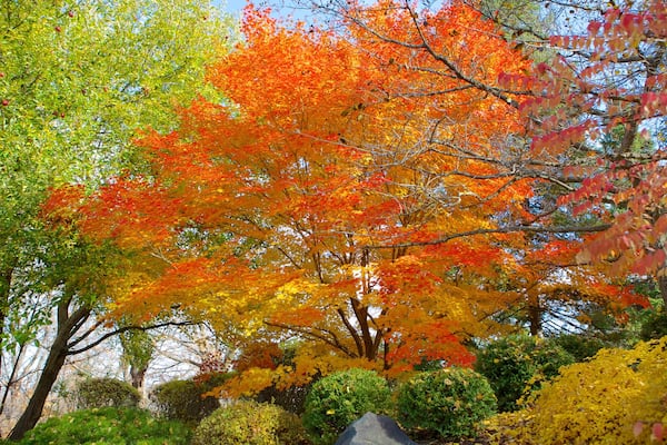 Minnesota Landscape Arboretum mit einem Garten und Herbstblätter