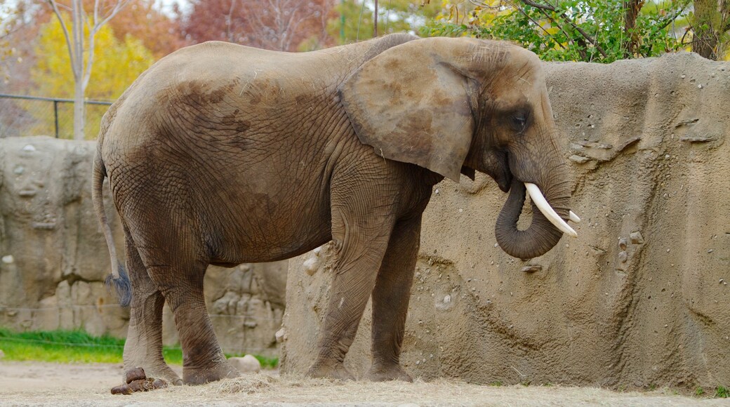 Indianapolis Zoo showing land animals and zoo animals