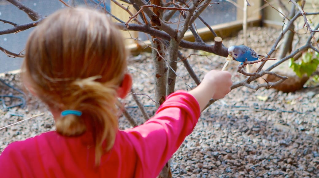 Indianapolis Zoo mostrando animais de zoológico e vida das aves assim como uma criança sozinha