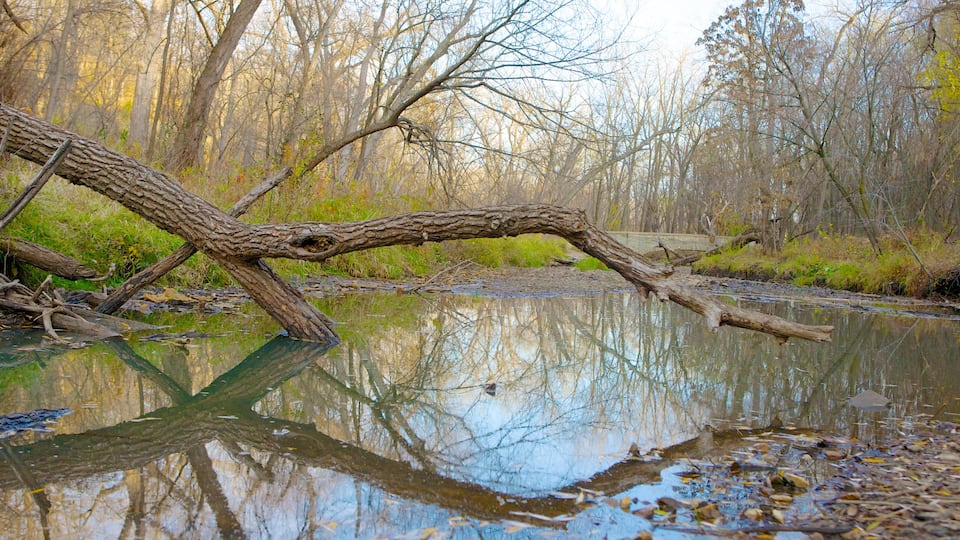 Minnehaha Park caratteristiche di parco, colori d\'autunno e laghetto