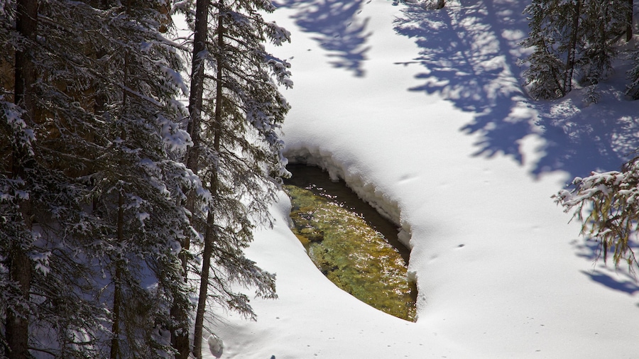 Johnston Canyon featuring a gorge or canyon, forest scenes and snow