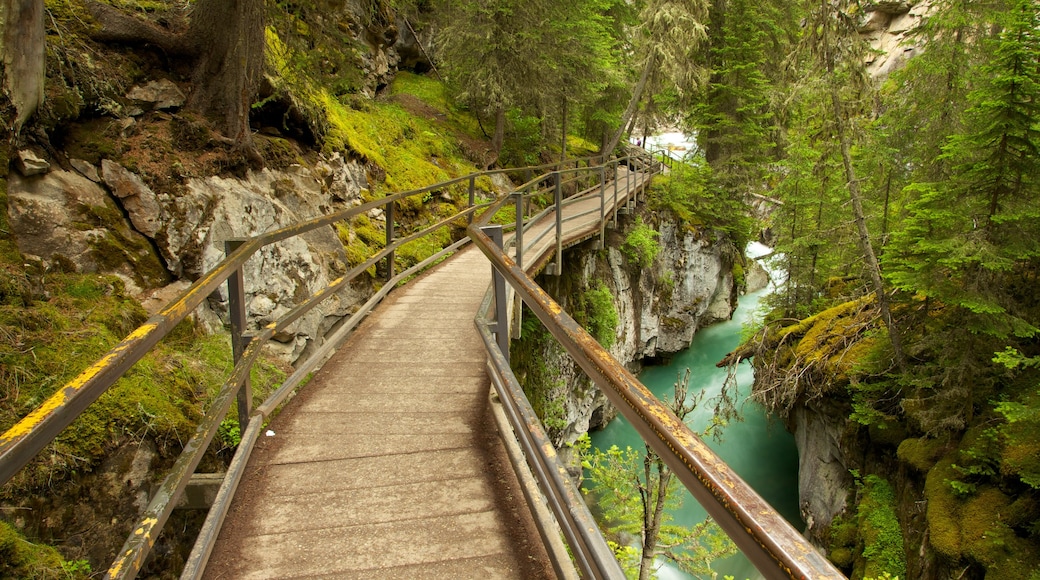 Johnston Canyon og byder på udsigt over landskaber, strømfald og en flod eller et vandløb