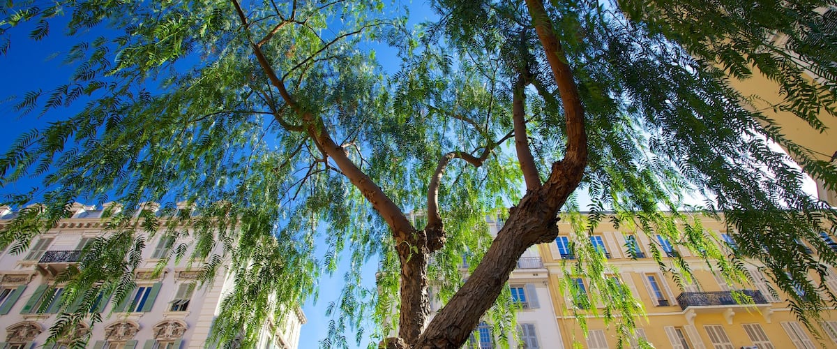 Nizza welches beinhaltet Stadt
