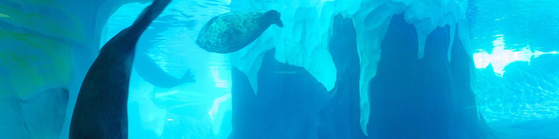 Detroit Zoo featuring zoo animals and marine life