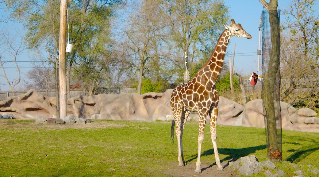 底特律動物園 其中包括 陸上動物 和 動物園裡的動物